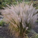 Herbe aux diamants